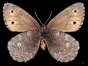 Oeneis jutta jutta ♂  △