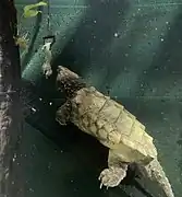 Alligator snapping turtle at feeding time