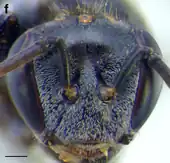 A. magna worker face. Scale bar = 0.25&nbsp;mm