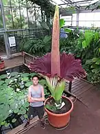 Amorphophallus titanum, world record flower 320 cm high, Botancial Gardens University of Bonn, 21-June-2013