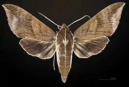 Male