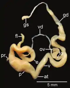 Amphidromus flavus; at&nbsp;– atrium; e&nbsp;– epiphallus; fl&nbsp;– flagellum; fo&nbsp;– free oviduct; gd&nbsp;– gametolytic duct; gs&nbsp;– gametolytic sac; ov&nbsp;– oviduct; p&nbsp;– penis; pr&nbsp;– penial retractor muscle; v&nbsp;– vagina; vd&nbsp;– vas deferens