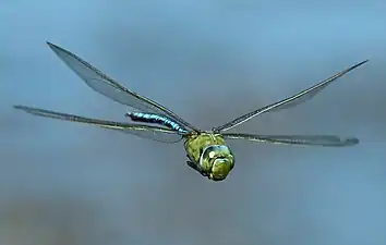 Male in flight