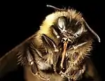 A closeup of a yellow and black bee against a black backdrop
