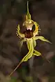 Arrowsmith spider orchid (C.&nbsp;crebra)