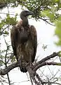 Cape Vulture