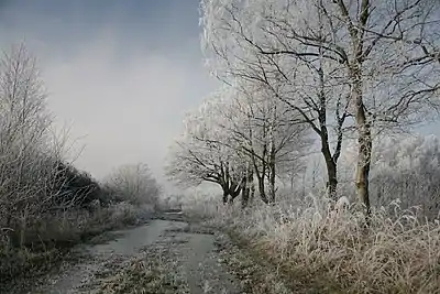 Hoar frost  (January 2009)