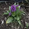 Early marsh orchid