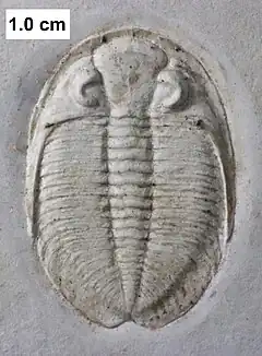 An unnamed dalmanitid trilobite which is one of the more common arthropods from the Waukesha Biota.
