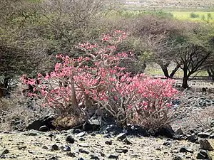 Adenium obesum growth habit of wild specimens, Tanzania