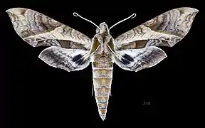 Eumorpha megaeacus Female dorsal