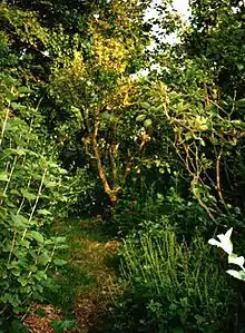Image 51Robert Hart's forest garden in Shropshire (from Forest gardening)