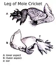 Leg of Mole Cricket