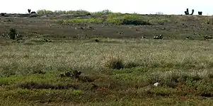 Grassland habitat on the road to Mezquital, Municipality of Matamoros, Tamaulipas, Mexico (18 March 2009).