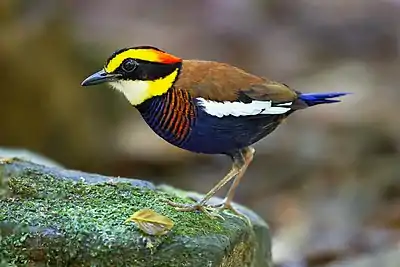Stout bird with bright yellow stripe on head and blue breast stands on mossy rock