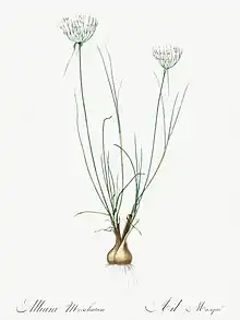 "Allium moschatum" illustration from "Les liliacées" (1805) by Pierre-Joseph Redouté