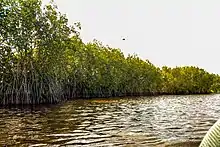 Photograph of mangrove forest, trees with aerial roots growing directly from water