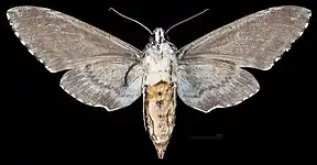 Manduca rustica calapagensis, female, ventral