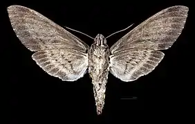 Manduca sexta jamaicensis Female ventral