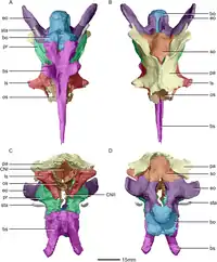 Braincase anatomy of Massospondylus in front, rear, top, and bottom view.