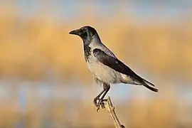 A Hooded crow thrush on a branch