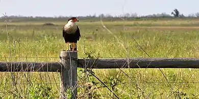 Crested caracara (Caracara plancus) Attwater Prairie Chicken National Wildlife Refuge, Colorado County, Texas, USA  (24 May 2014).