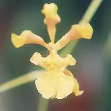 Oncidium croesus