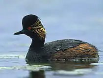 Eared grebe, Podiceps nigricollis