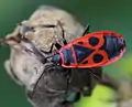 A firebug feeding on mallow seeds (Hibiscus syriacus).