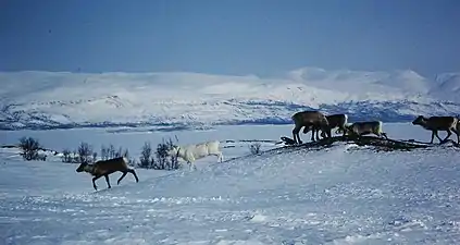 Reindeers at Torneträsk lake, Abisko area, in March 1992