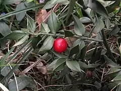 Butcher's broom - Ruscus aculeatus