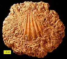 Serpulid  worms enrusting Pecten; Duck Harbor Beach on Cape Cod Bay, Wellfleet, Massachusetts.