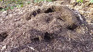 4&nbsp;m2 (43&nbsp;sq&nbsp;ft) wood ant nest along a path