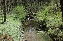 A stream no more than 10 feet (3.0 m) wide meanders through a second-growth forest.