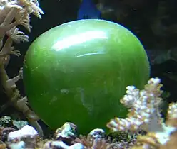 This unicellular bubble algae lives in tidal zones. It can have a 4 cm diameter.