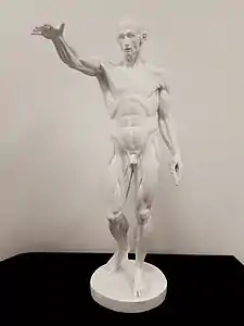 Réplique didactique de "l'Écorché au bras tendu" de Houdon 1767