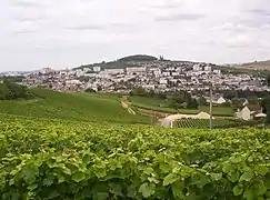 Vignes de Champagne (AOC) devant Épernay, France
