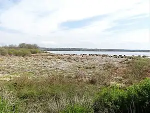 Vue prise depuis l'affût du Genévrier.