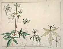 Étude d'anémone des bois, début du XXe siècle, Henri Bergé, Musée de l’École de Nancy.