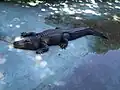 Alligator