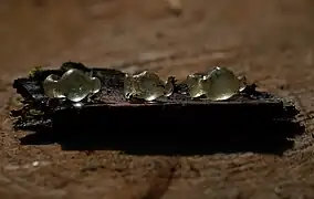 Pendentifs en forme d'amphores.