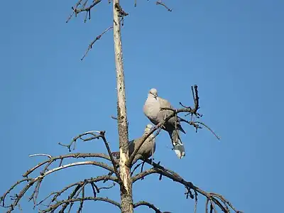 Un couple de tourterelles turques dans le parc.