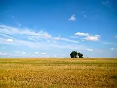 Photo d'un paysage agricole totalement plat, avec une moitié qui est un champ jaune et l'autre partie qui est le ciel, avec seulement quelques arbres sur la ligne d'horizon.