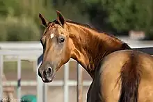 Tête d'un cheval fauve doré regardant vers le spectateur.