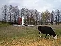 Vaches de Jelnino devant le monument aux morts