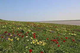 Iris pumila fleurit en même temps, contribuant à multiplier les couleurs de la steppe au printemps. Oblast de Rostov, Russie.