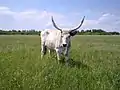 Vache ukrainienne.