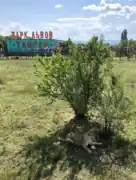 Lion du parc animalier Taïgan.