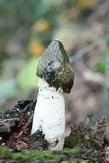 Phallus impudicus en compagnie de C. vicina