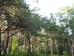 Forêt de pins, classée.